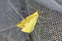 Opisthograptis luteolata