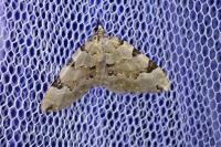 Colostygia pectinataria