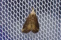 Schrankia costaestrigalis