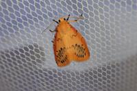 Miltochrista miniata