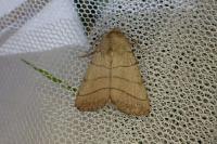 Charanyca trigrammica
