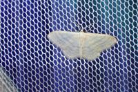 Idaea subsericeata