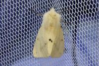 Spilarctia lutea