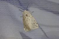 Spilosoma lubricipeda