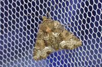 Oligia latruncula/strigilis/versicolor