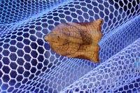 Archips podana