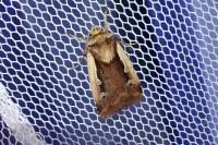 Ochropleura plecta