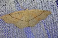 Cyclophora punctaria