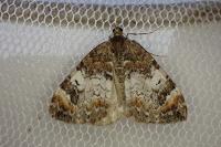 Dysstroma truncata