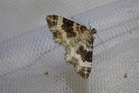 Epirrhoe alternata