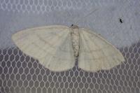 Cabera pusaria