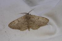 Hypomecis punctinalis