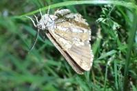 Bupalus piniaria