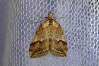 Chesias rufata
