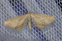 Eupithecia scopariata