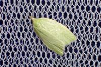 Tortrix viridana