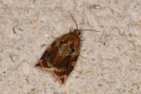 Archips xylosteana