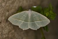 Campaea margaritaria