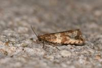 Celypha cespitana