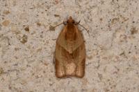 Clepsis rurinana