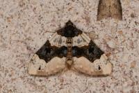 Cosmorhoe ocellata