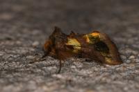 Diachrysia chrysitis