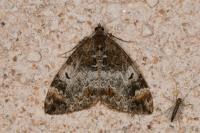 Dysstroma truncata