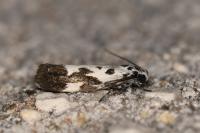 Ethmia quadrillella