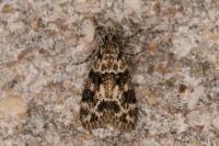 Eudonia delunella