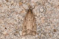 Eudonia pallida