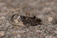 Hedya nubiferana