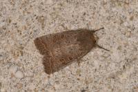 Hoplodrina ambigua