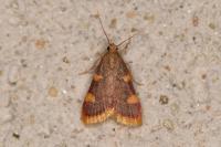 Hypsopygia costalis