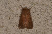 Mythimna albipuncta