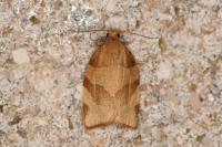 Pandemis cerasana