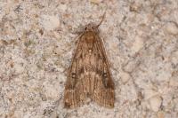 Parapoynx stratiotata
