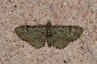 Pasiphila rectangulata