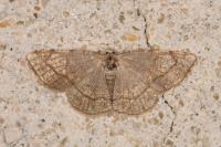 Stegania trimaculata