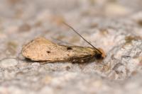 Tinea trinotella