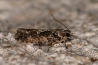 Zeiraphera isertana