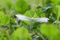 Pterophorus pentadactylus