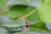 Adela australis