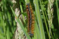 Malacosoma neustria