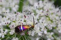 Adela australis