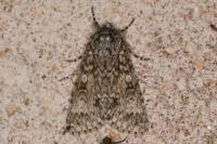 Acronicta rumicis