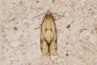 Agapeta hamana