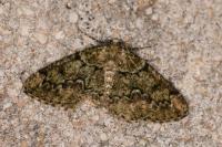 Cleorodes lichenaria