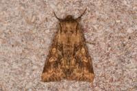 Conisania luteago
