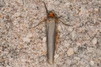 Manulea complana