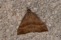 Hypena proboscidalis